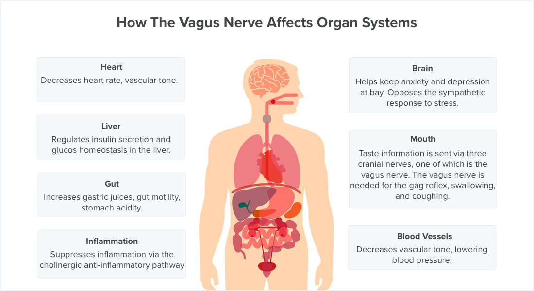 Vagus Nerve System Manly Village Medical